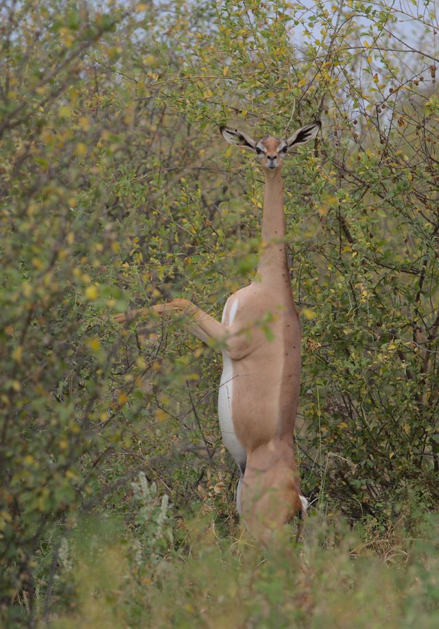Samburu & Laikipia Wilderness Safari